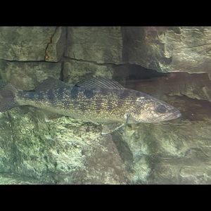 Meet your Posher, Ray